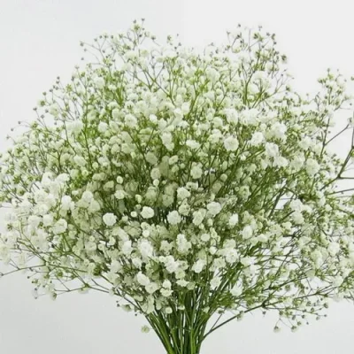GIPSOFILA