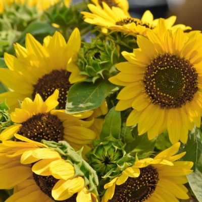 GIRASOL