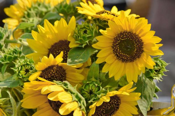 GIRASOL