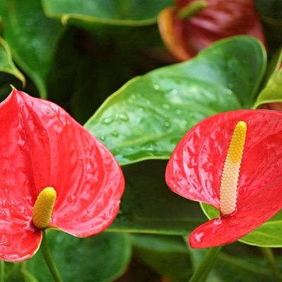 ANTHURIUM