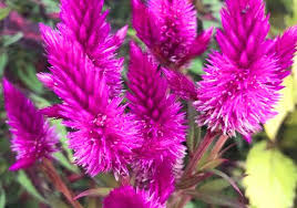 CELOSIA / RABO DE GALO