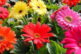 GERBERA (CORES VARIADAS)