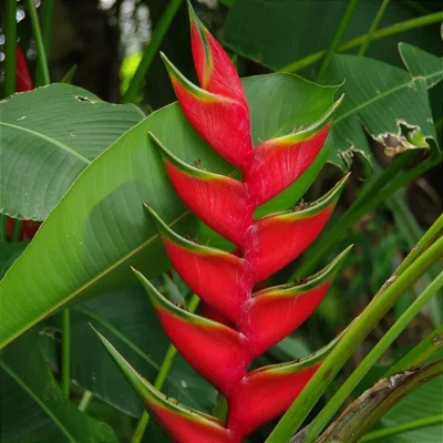 HELICONIAS