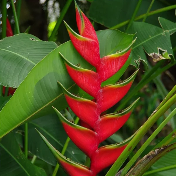 HELICONIAS