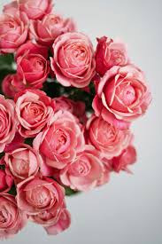 ROSAS (CORES VARIADAS)