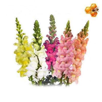 ANTIRRINIUM (BOCA DE LOBO)