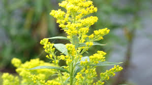 SOLIDAGO